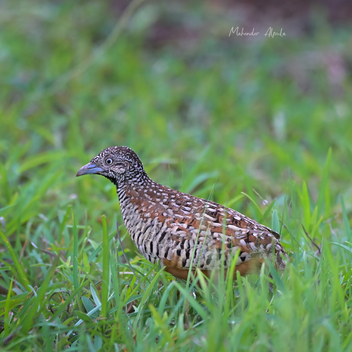 Barred Buttonquail - ML641549365