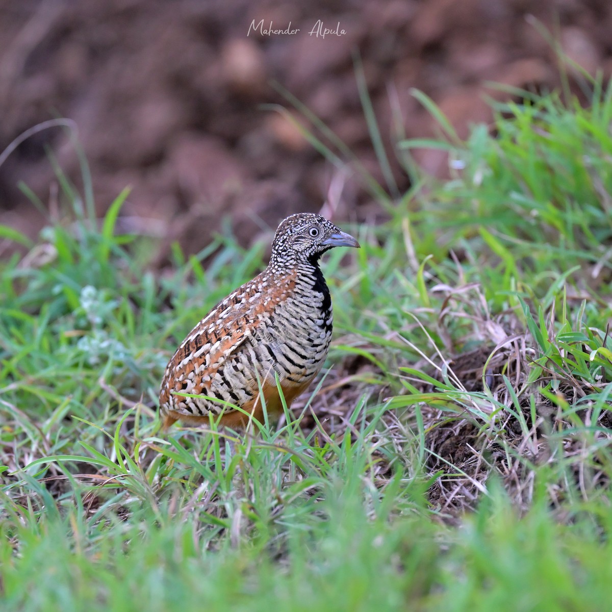Barred Buttonquail - ML641549366