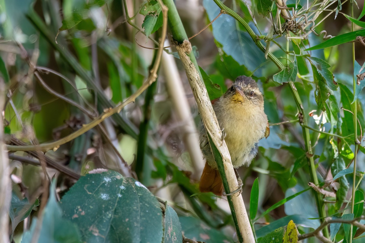 Olive Spinetail - ML641549420