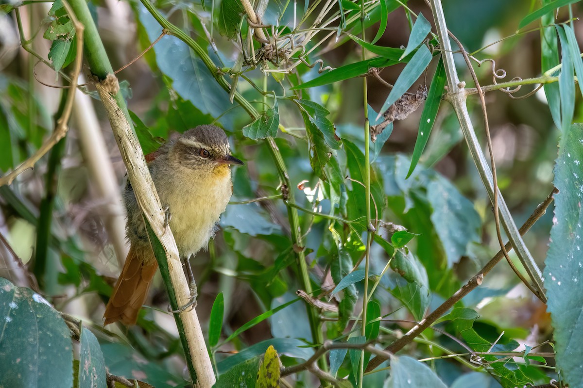 Olive Spinetail - ML641549421
