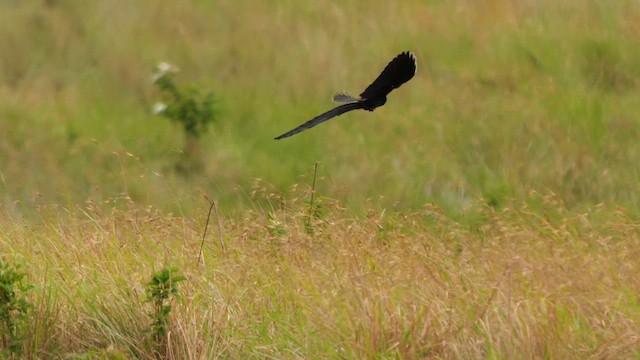 Long-tailed Widowbird - ML641549447