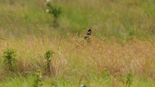 Long-tailed Widowbird - ML641549448