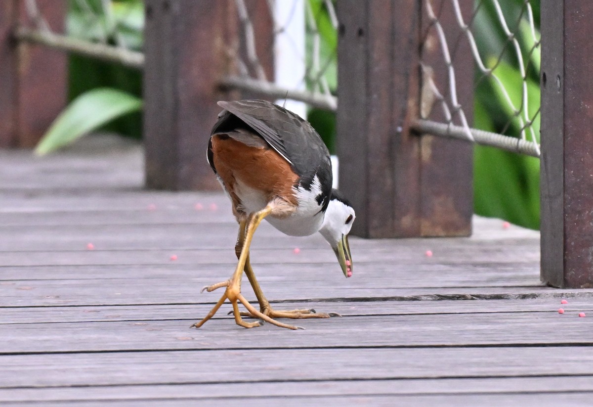 White-breasted Waterhen - ML641549450