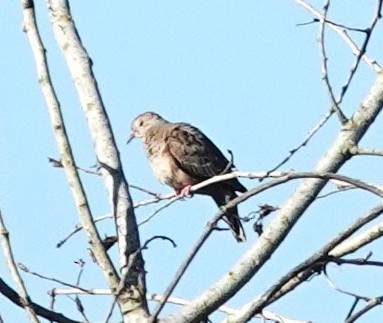 Common Ground Dove - ML641549488