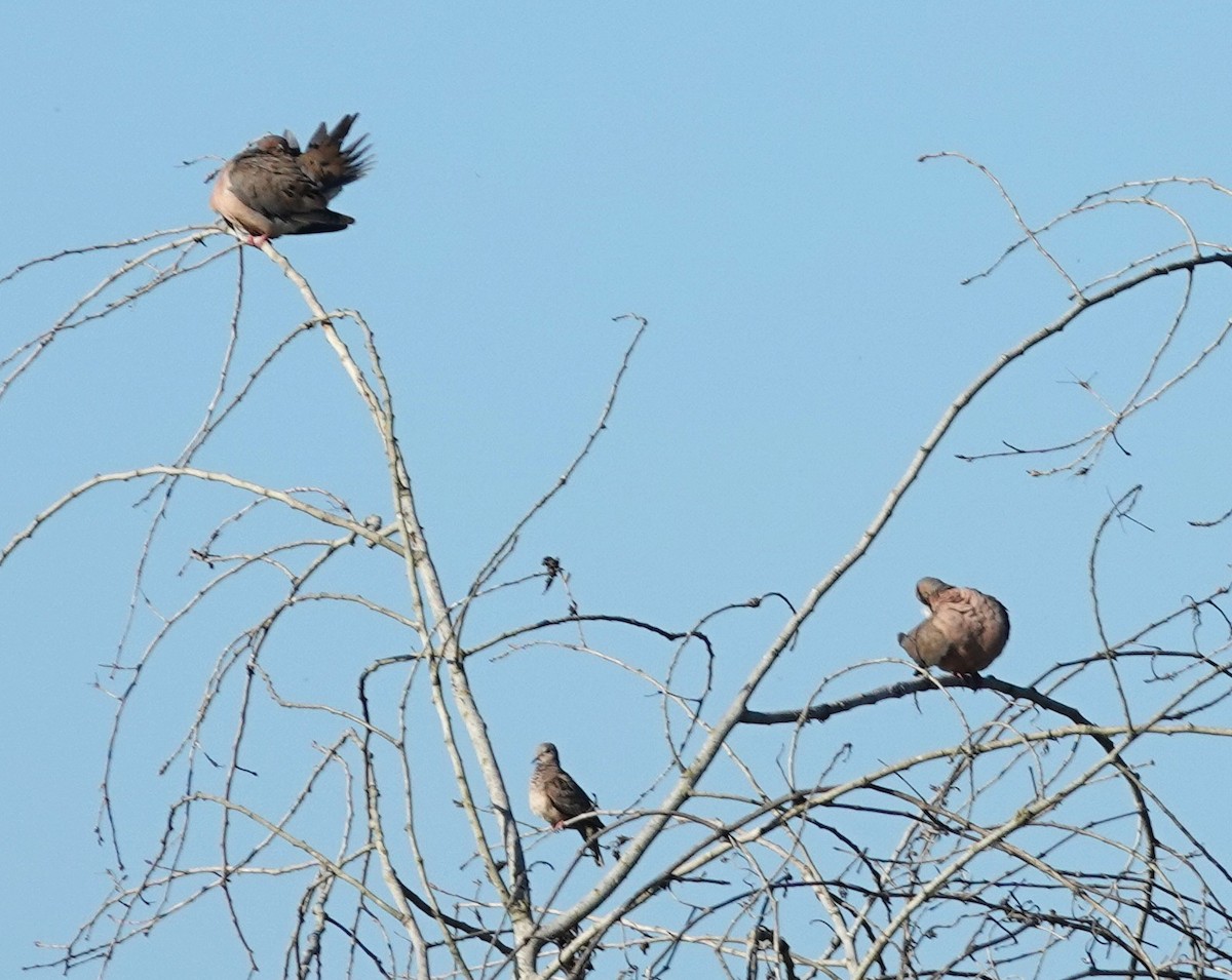 Common Ground Dove - ML641549489