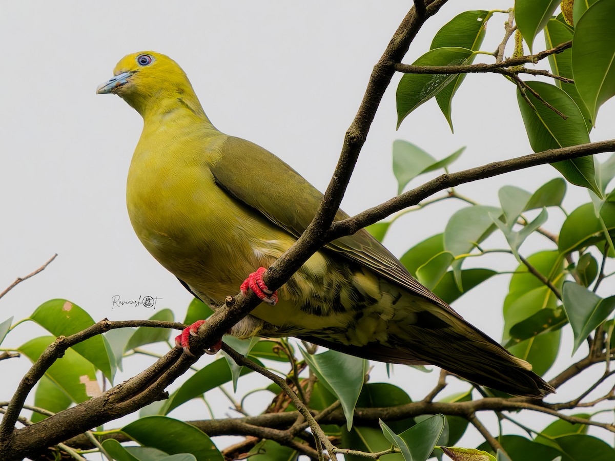 Wedge-tailed Green-Pigeon - ML641549560