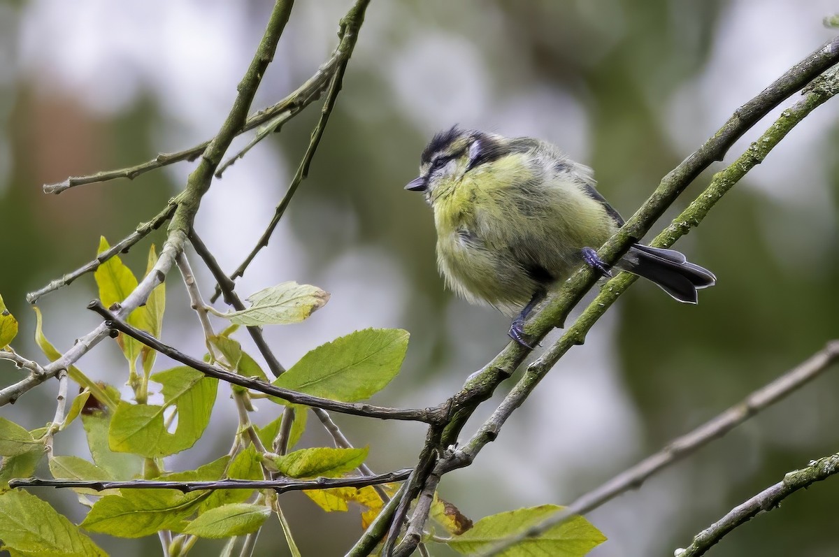 Eurasian Blue Tit - ML641549584
