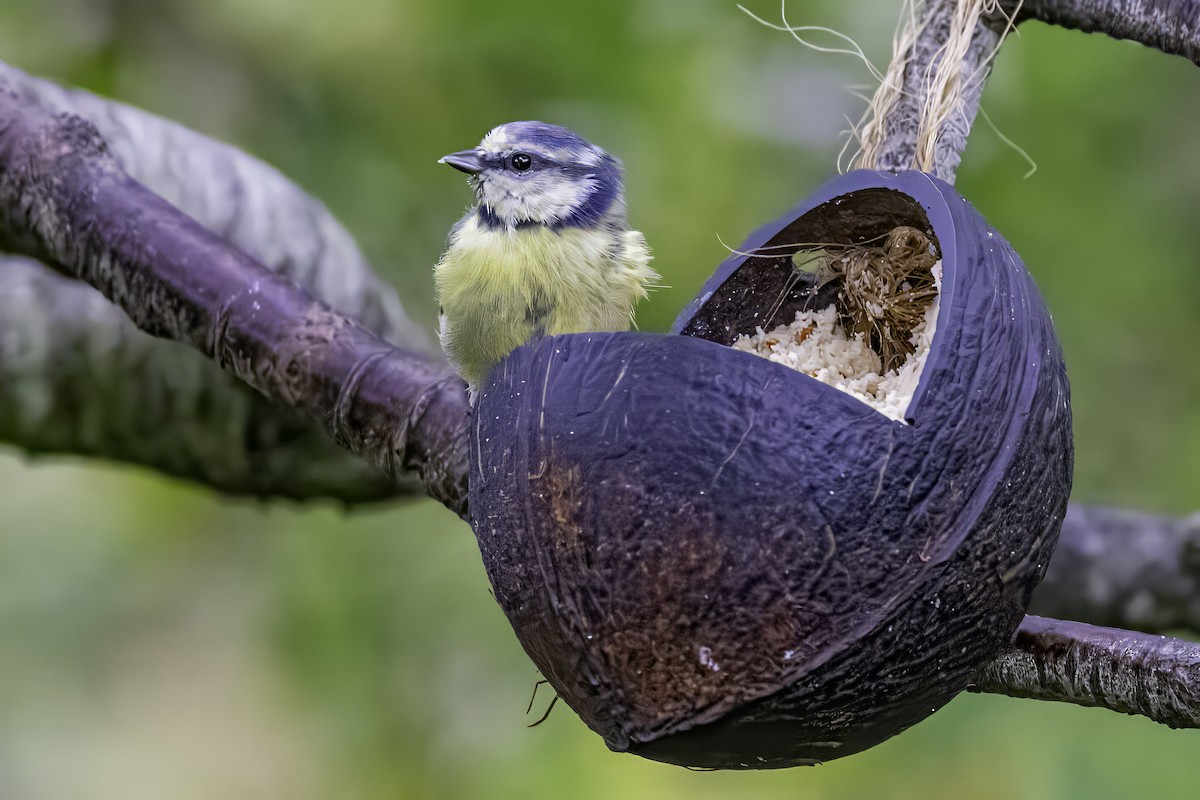 Eurasian Blue Tit - ML641549585