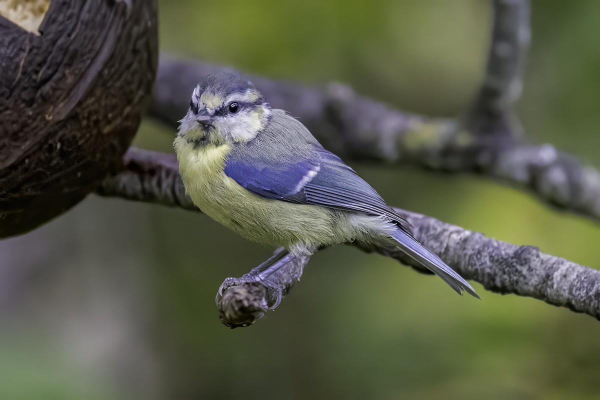 Eurasian Blue Tit - ML641549587