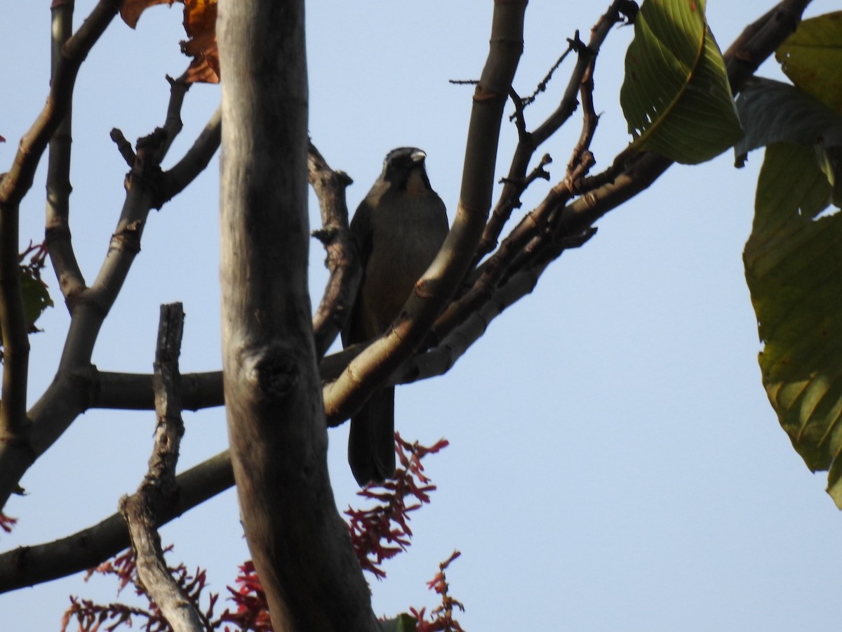 Solitary Black Cacique - ML641549588