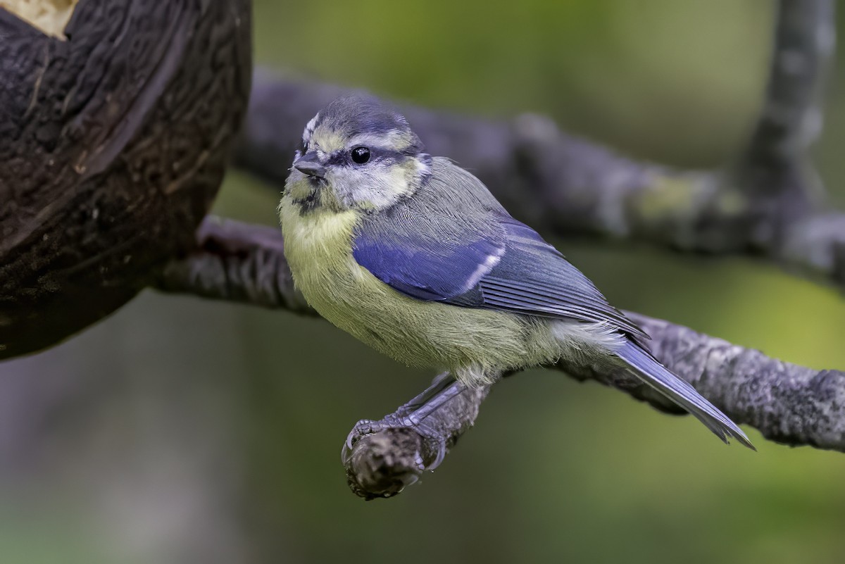 Eurasian Blue Tit - ML641549589