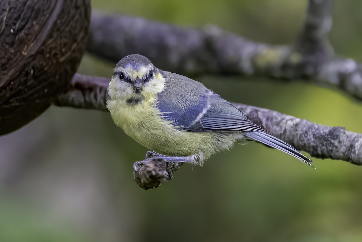 Eurasian Blue Tit - ML641549591