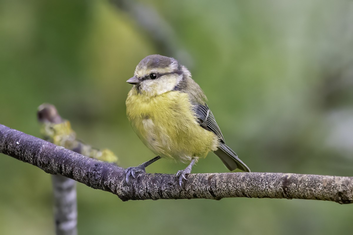 Eurasian Blue Tit - ML641549594