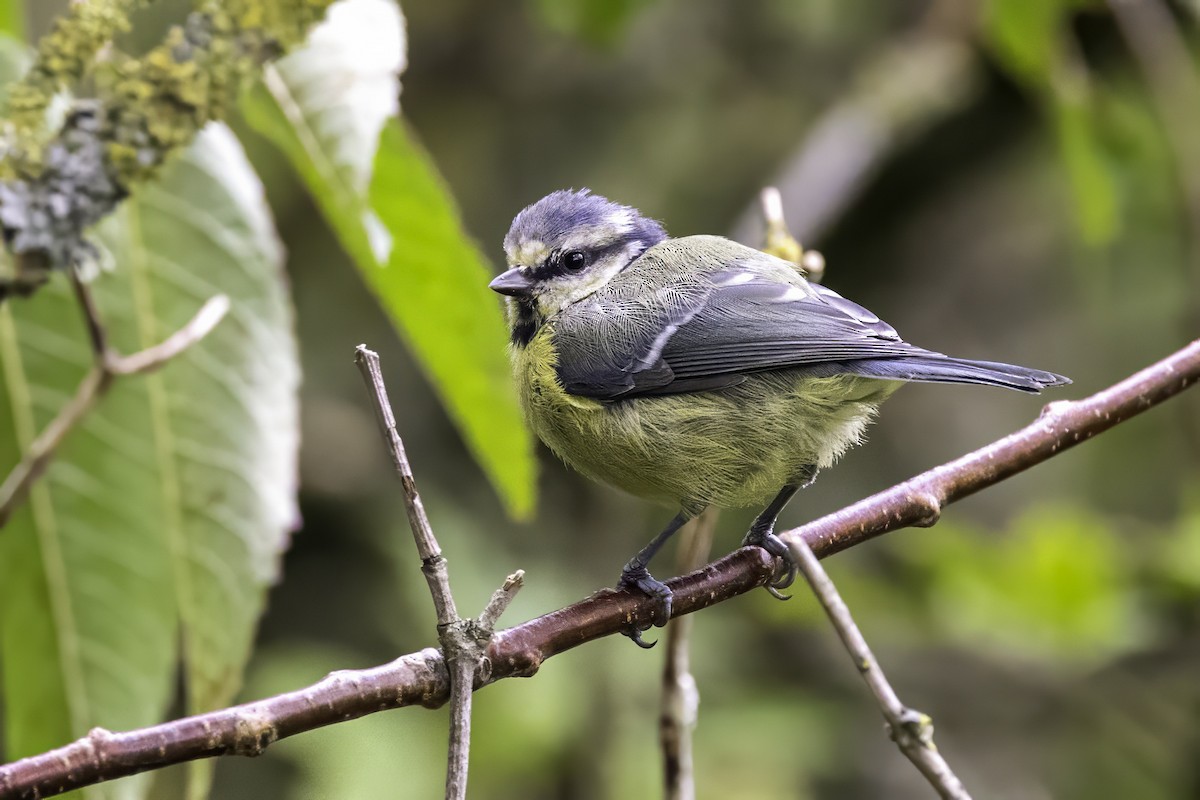 Eurasian Blue Tit - ML641549595