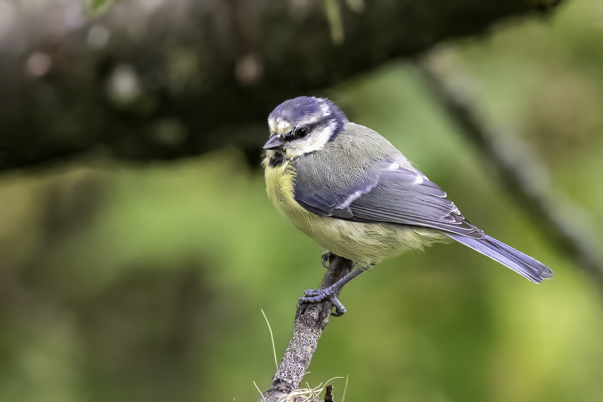 Eurasian Blue Tit - ML641549596