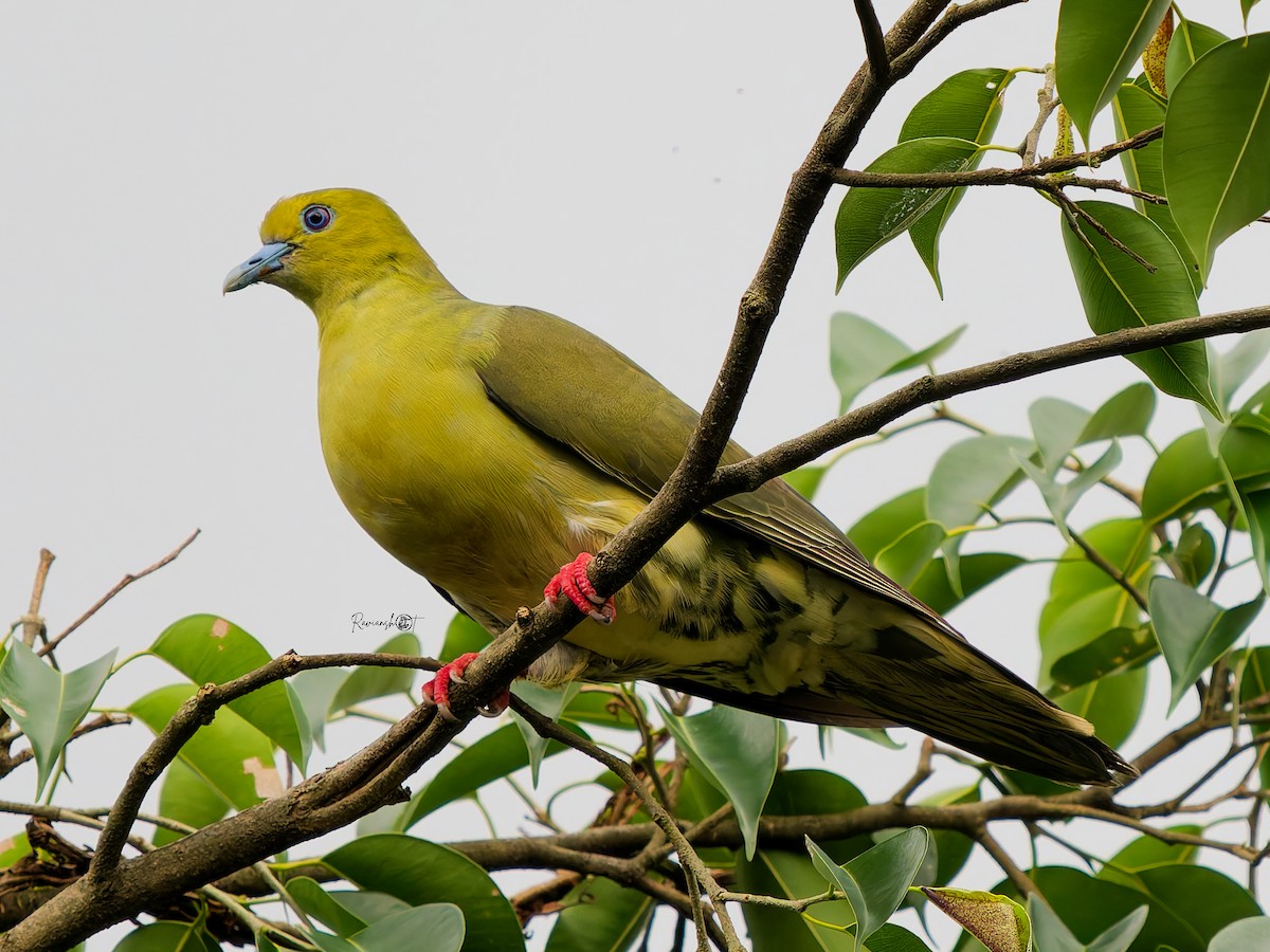 Wedge-tailed Green-Pigeon - ML641549597