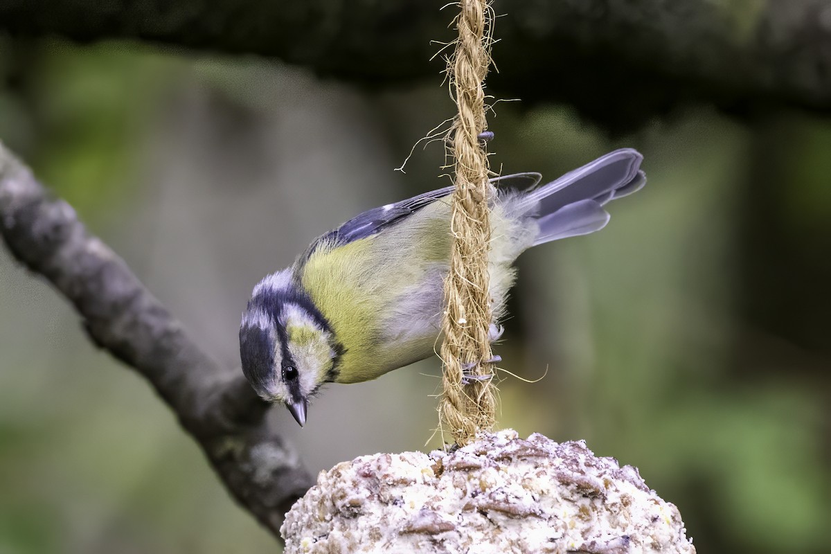 Eurasian Blue Tit - ML641549600