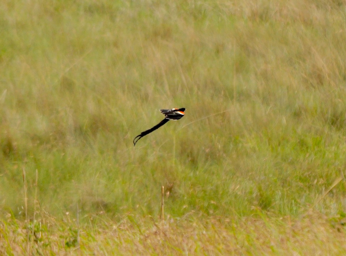 Long-tailed Widowbird - ML641549610