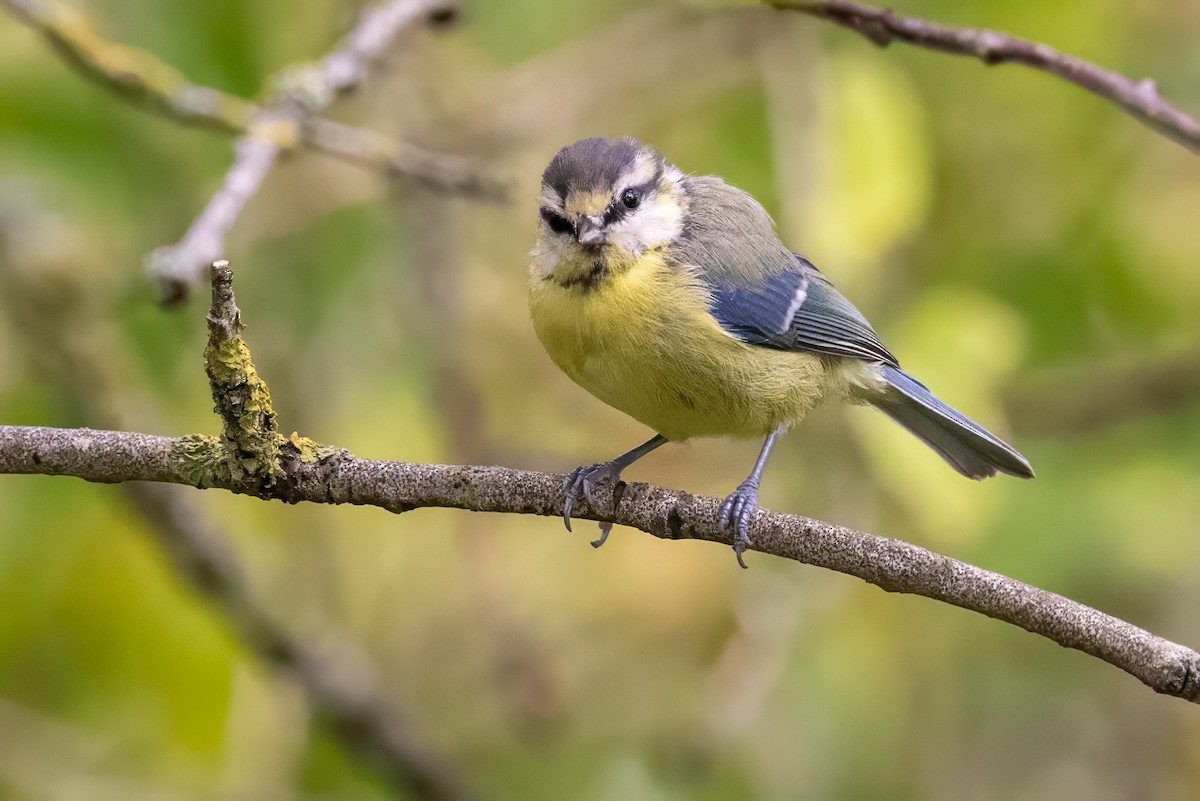 Eurasian Blue Tit - ML641549620
