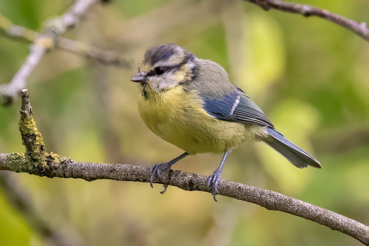 Eurasian Blue Tit - ML641549621