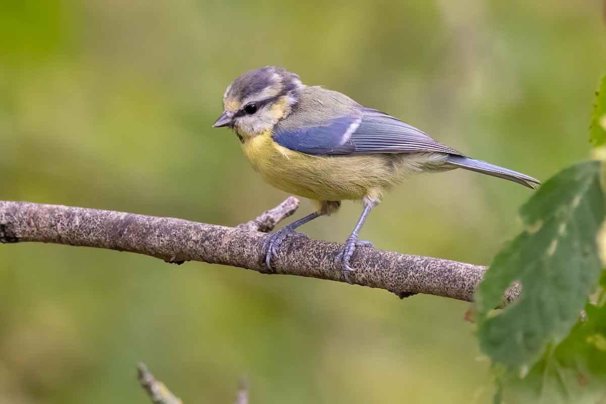 Eurasian Blue Tit - ML641549625