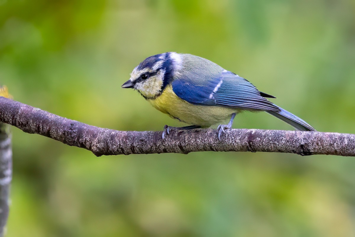 Eurasian Blue Tit - ML641549627