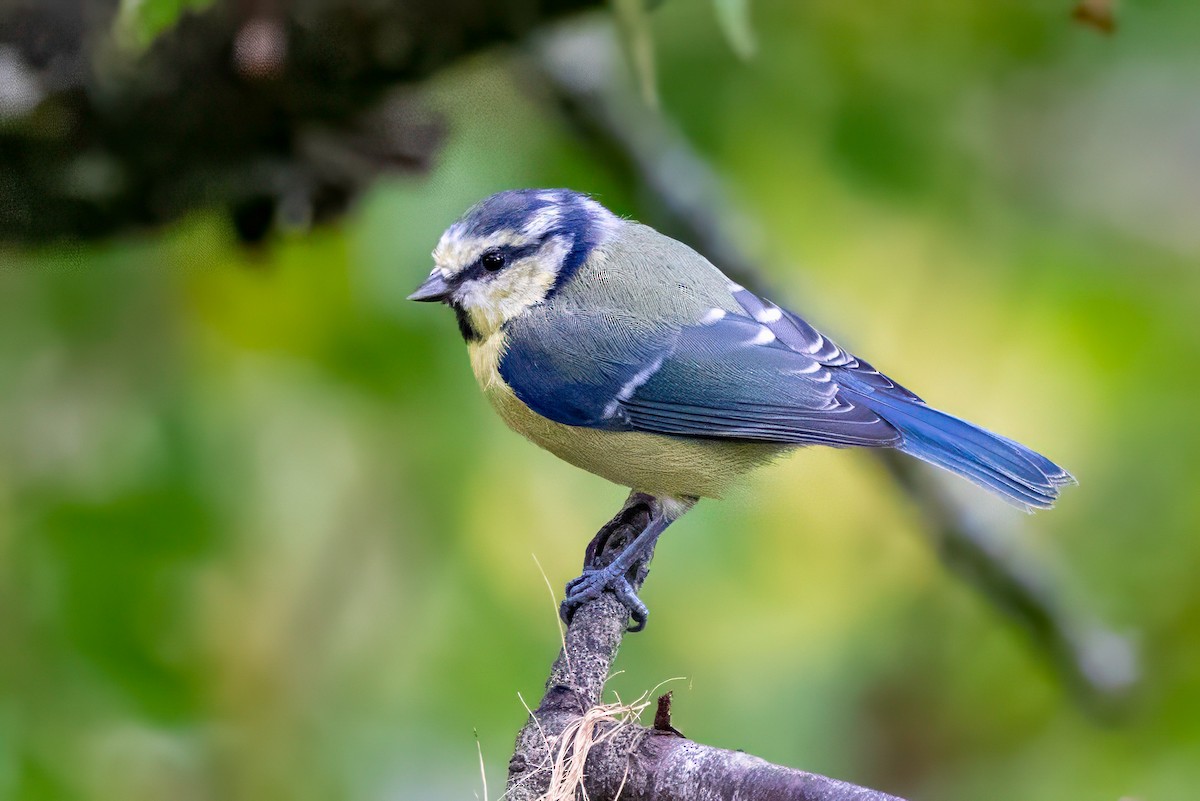 Eurasian Blue Tit - ML641549631