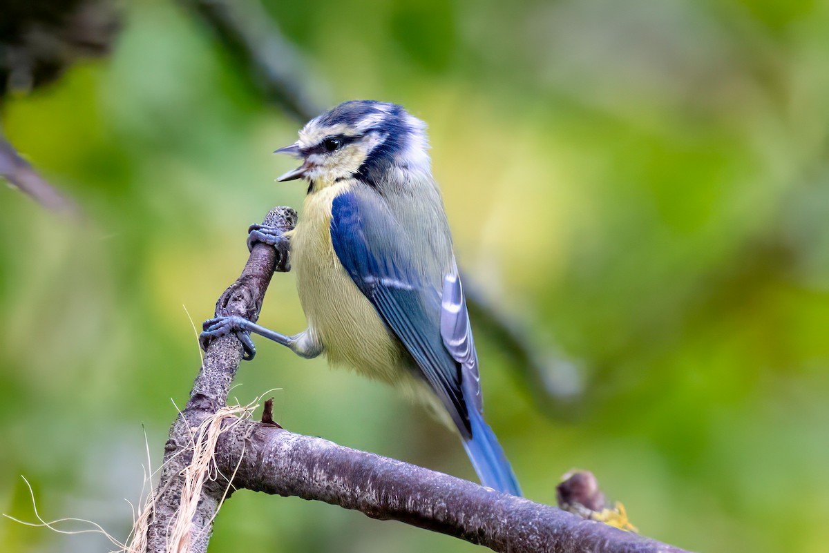 Eurasian Blue Tit - ML641549632