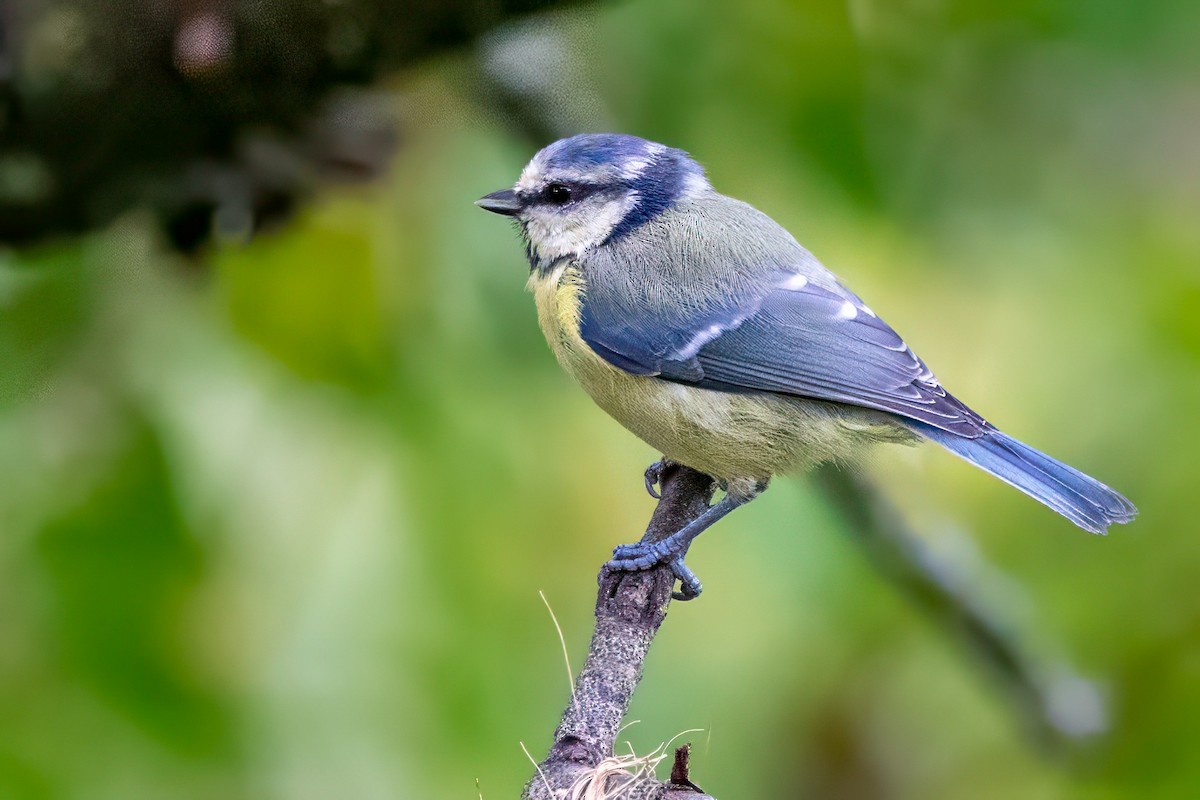 Eurasian Blue Tit - ML641549633