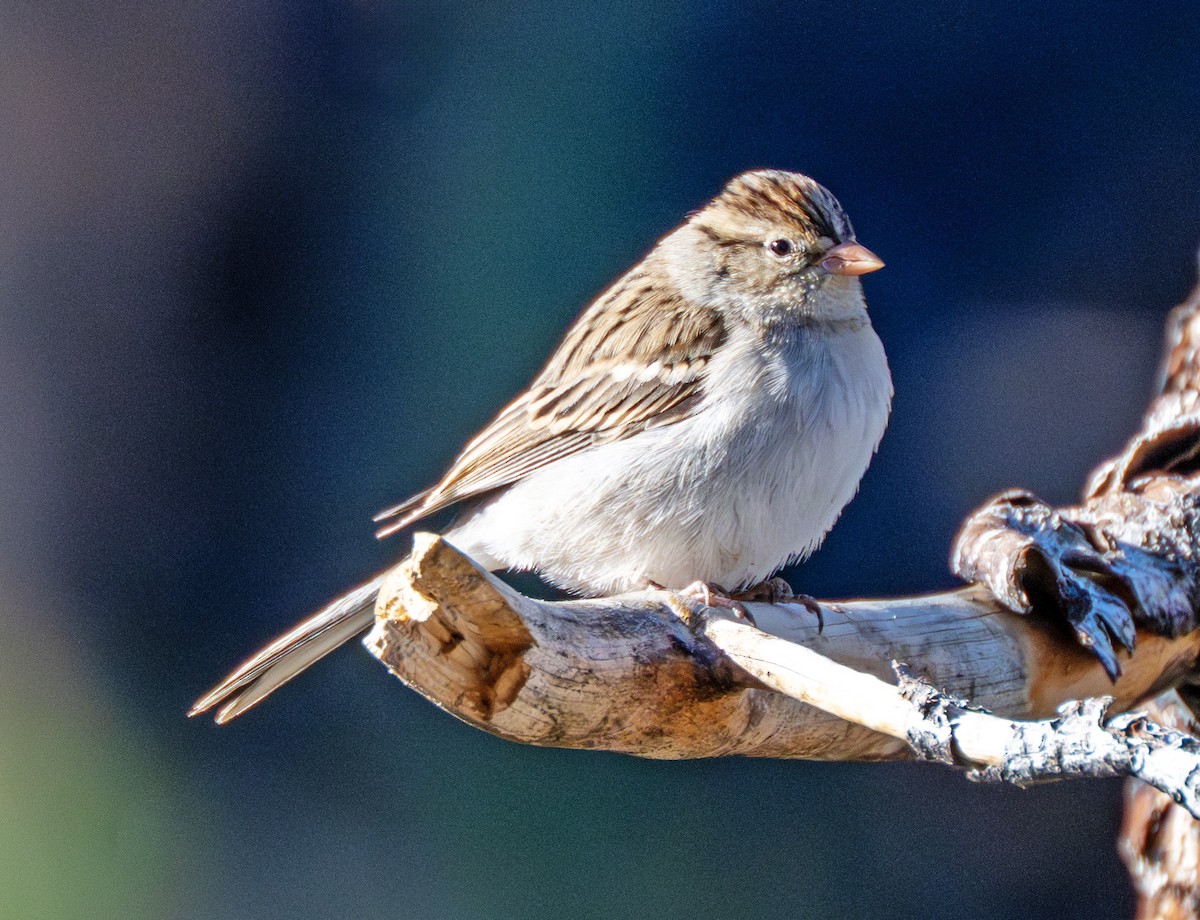 Brewer's Sparrow - ML641549634