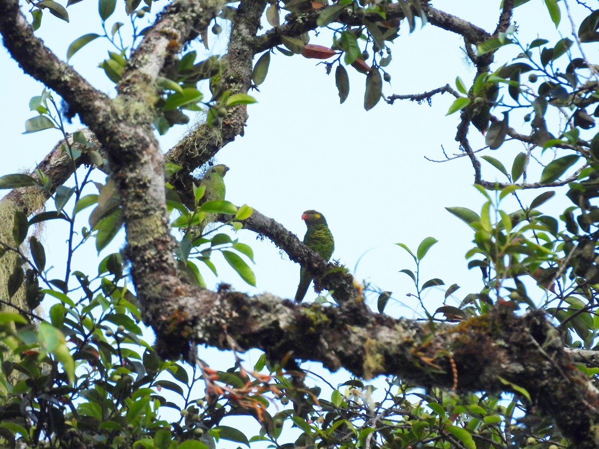 Yellow-cheeked Lorikeet - ML641549641