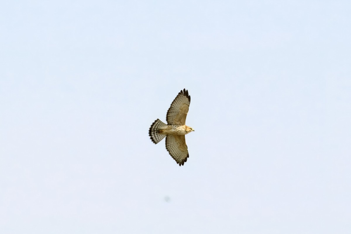 Broad-winged Hawk - ML641549687