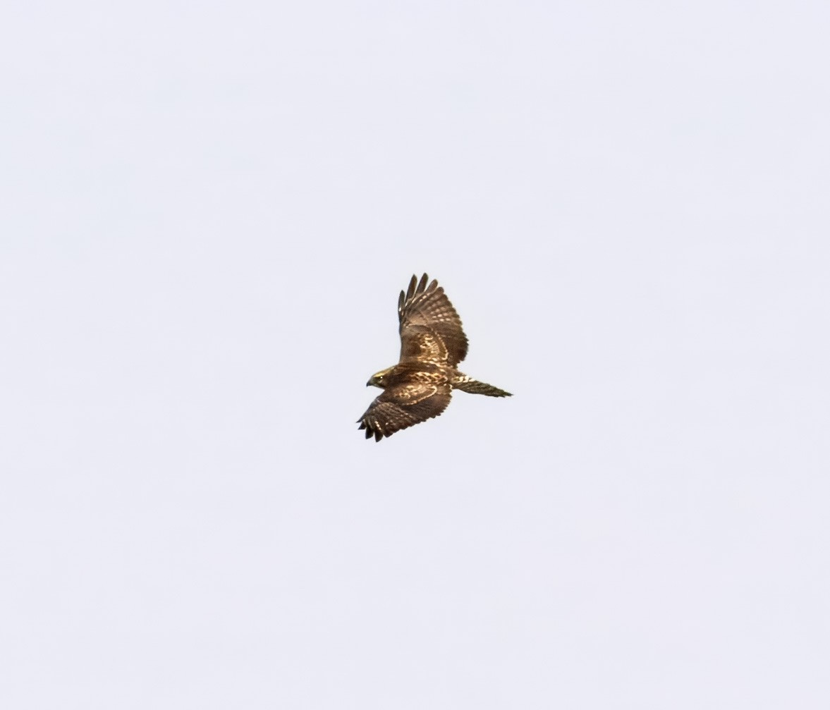 Broad-winged Hawk - ML641549697