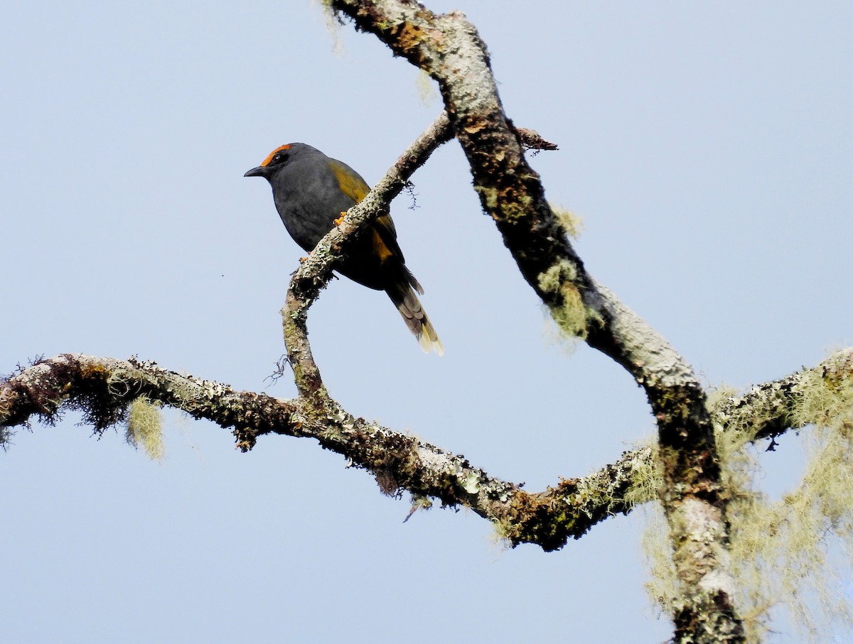 Fiery-browed Myna - ML641549725