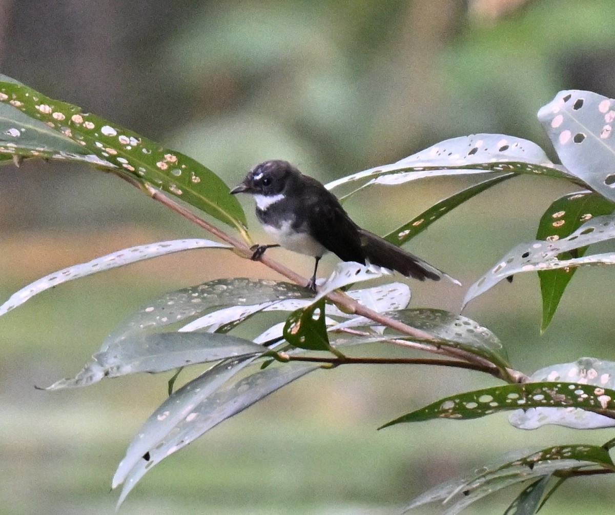 Malaysian Pied-Fantail - ML641549726