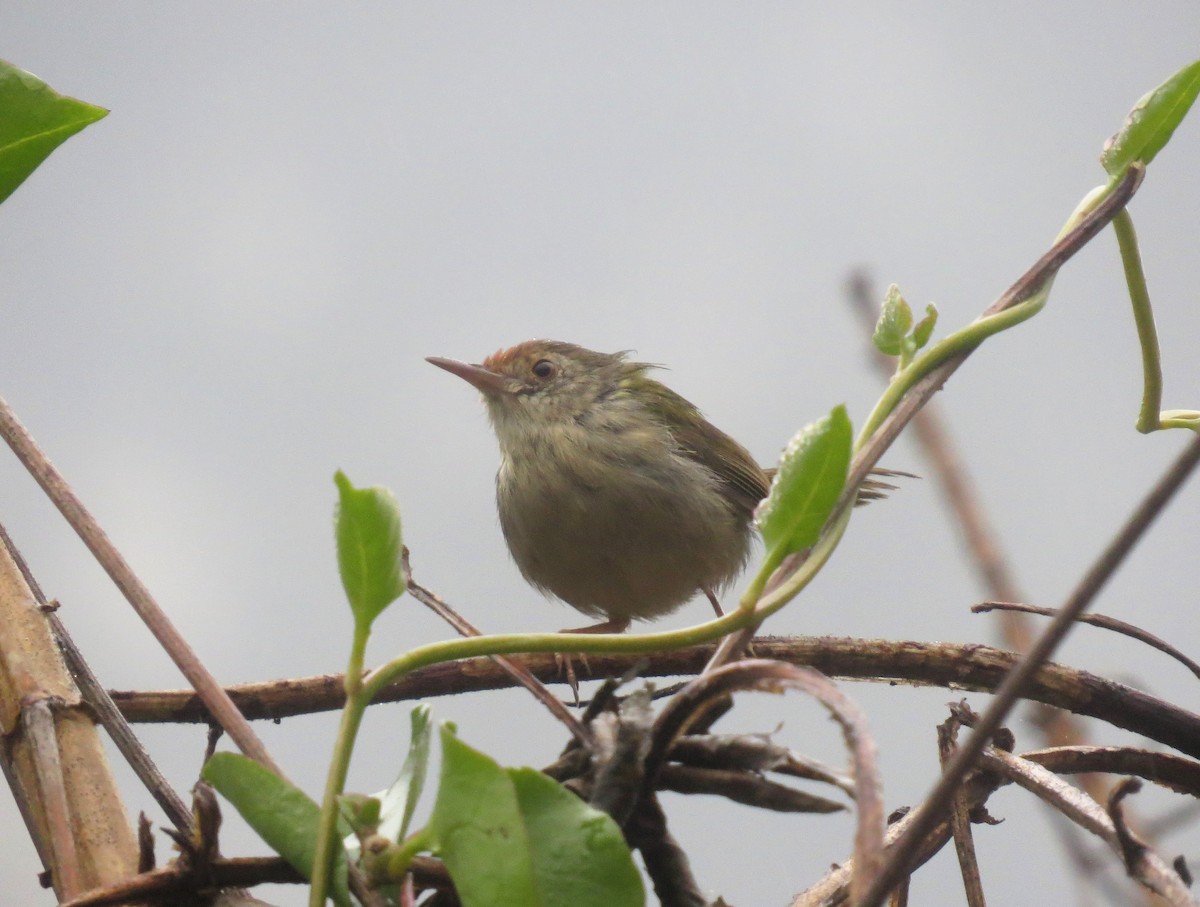 Common Tailorbird - ML641549729