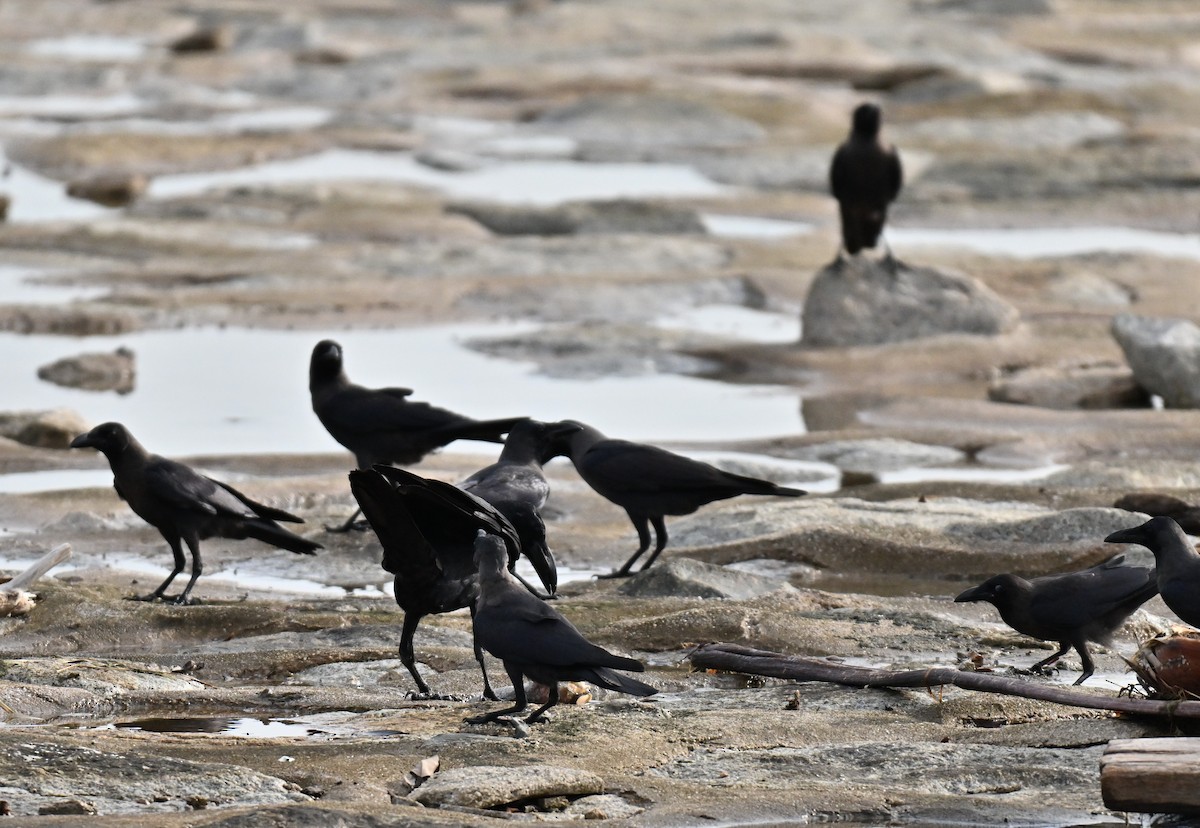 House Crow - ML641549739