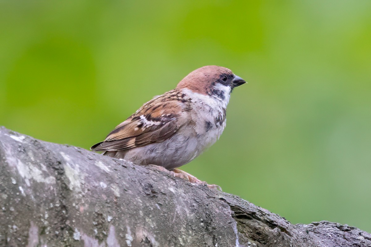 Passera mattugia - ML641549741
