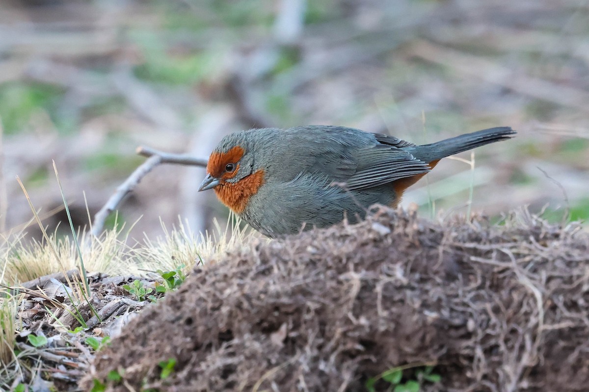 Tucuman Mountain Finch - ML641549746