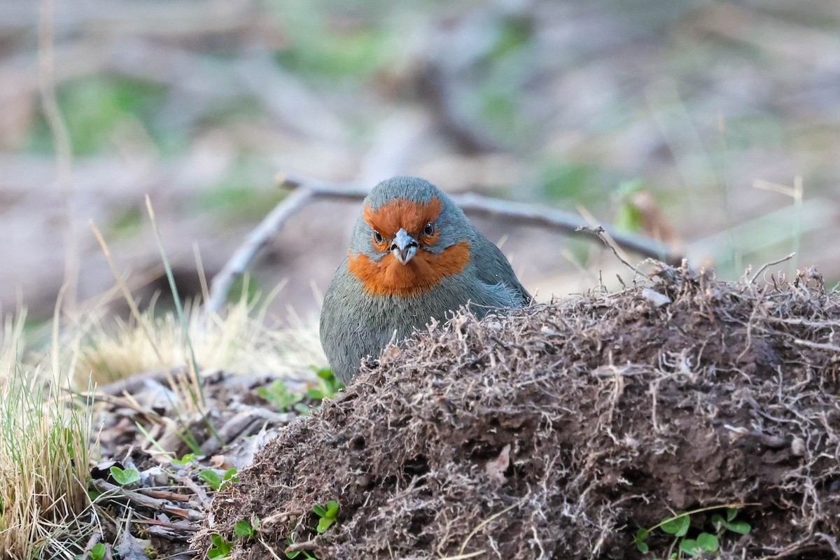 Tucuman Mountain Finch - ML641549747