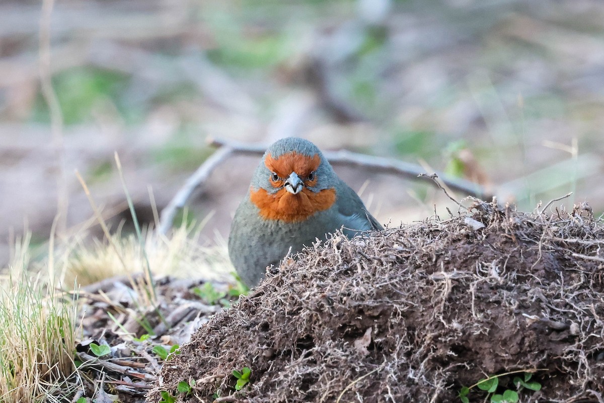 Tucuman Mountain Finch - ML641549748