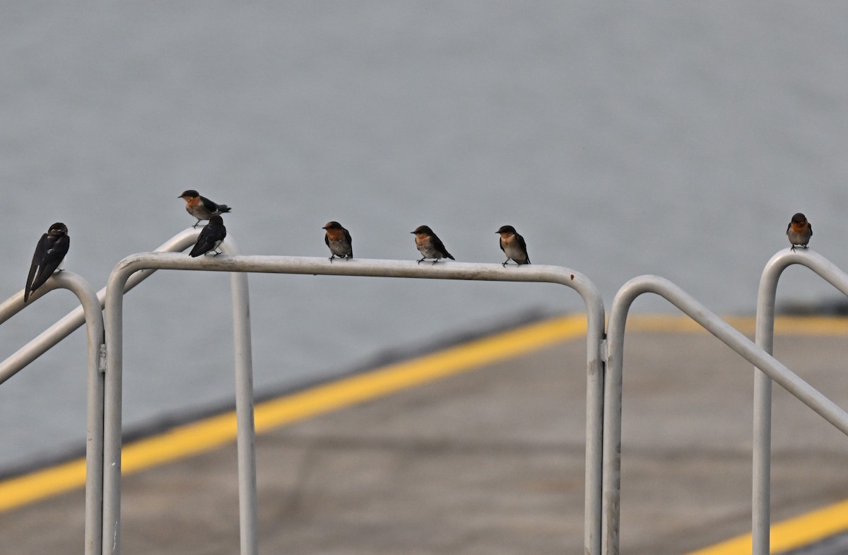 Pacific Swallow - ML641549754