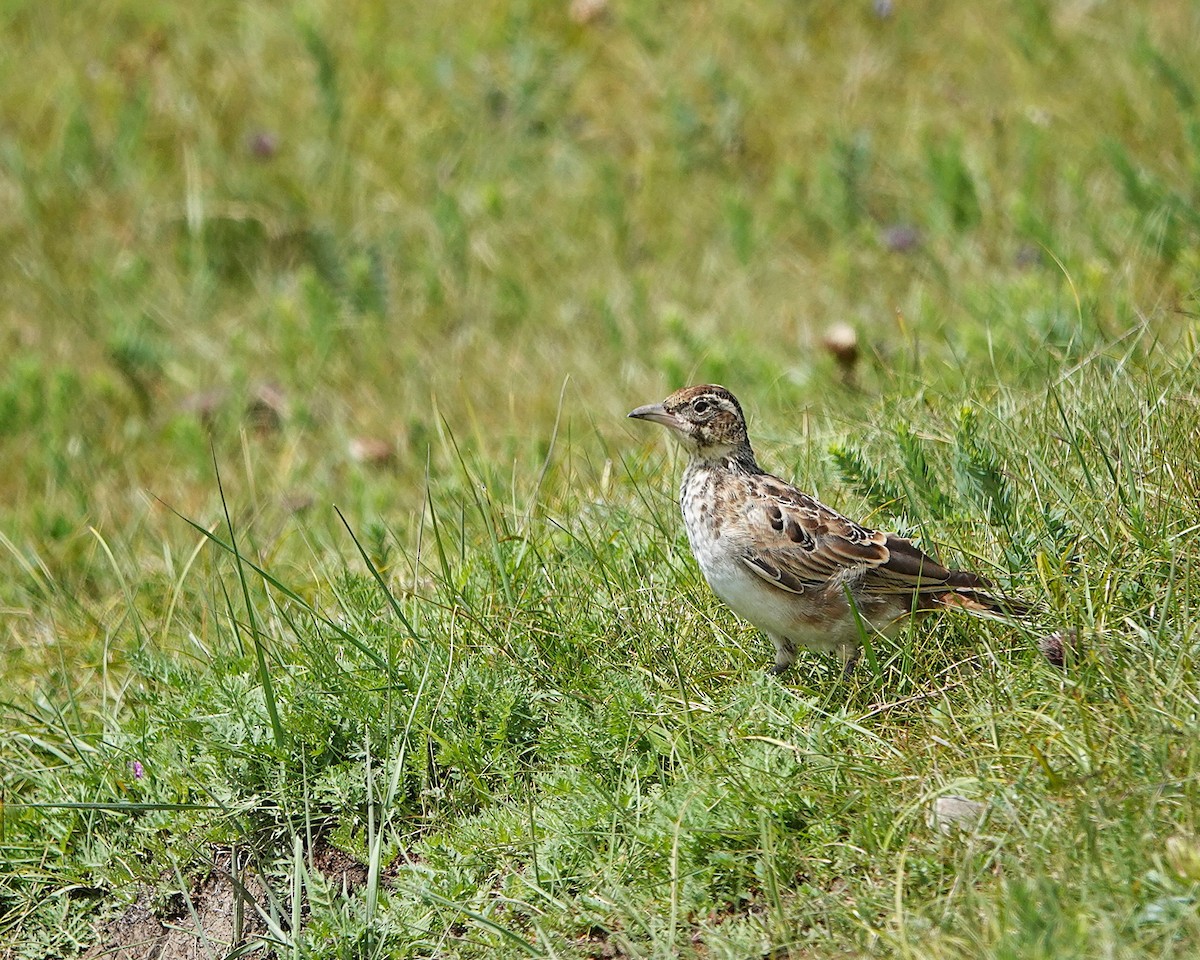 Tibetan Lark - ML641549756