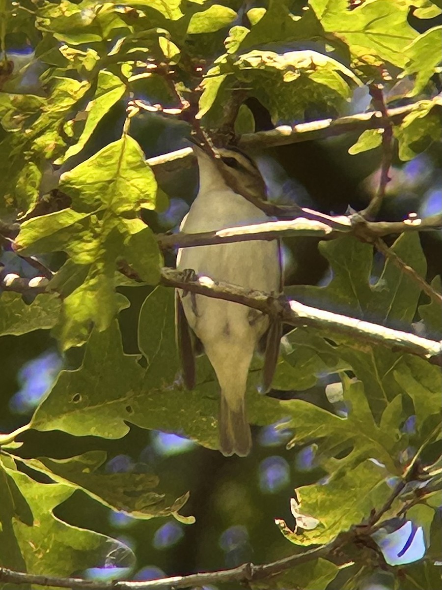 Vireo occhirossi - ML641549758