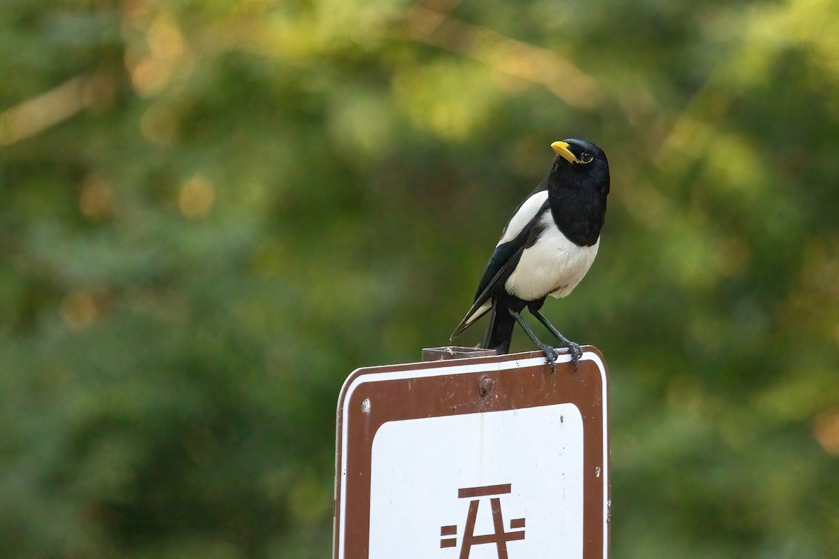 Yellow-billed Magpie - ML641549760
