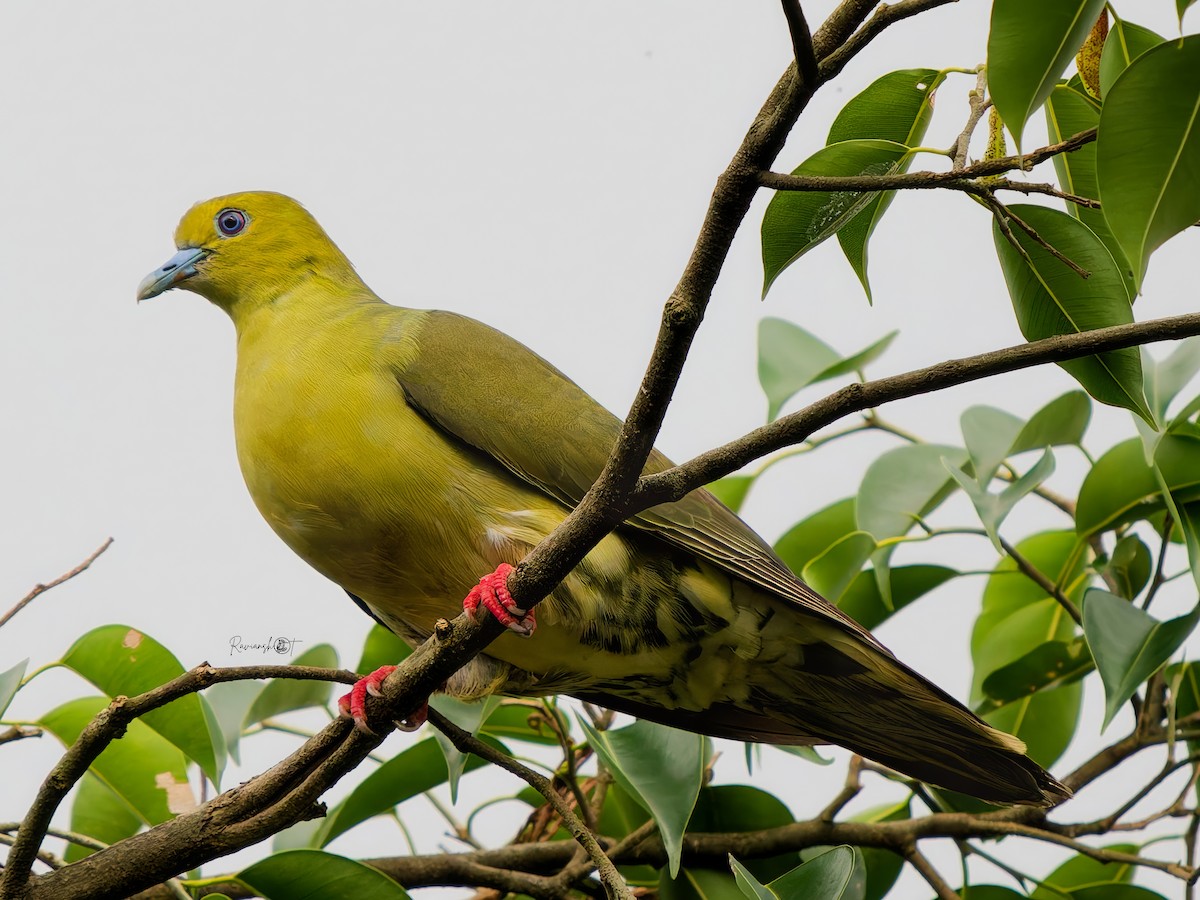 Wedge-tailed Green-Pigeon - ML641549791