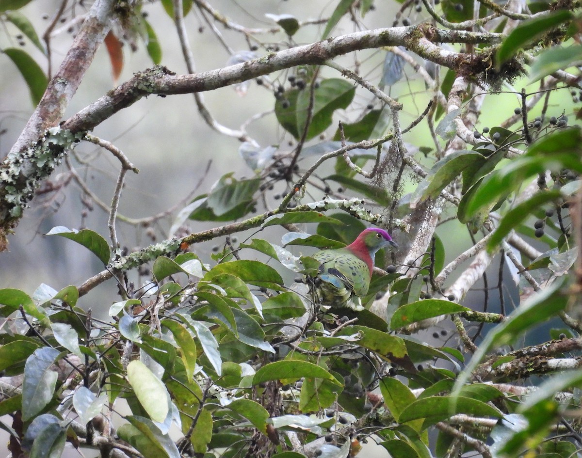 Superb Fruit-Dove - ML641549796