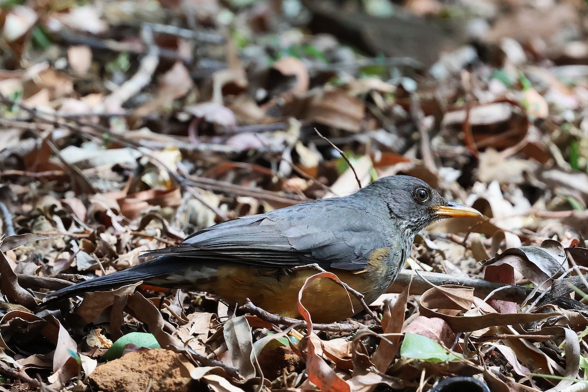 Olive Thrush - ML641549841