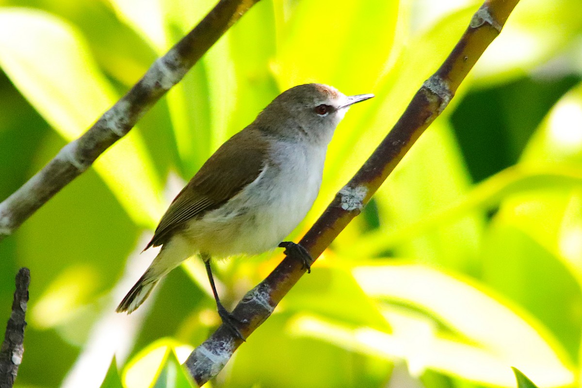 mangrovegerygone - ML641549866
