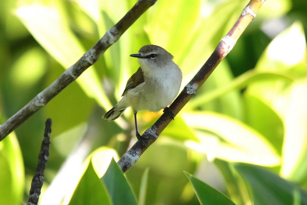 mangrovegerygone - ML641549867